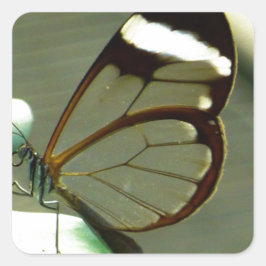 Adesivo Quadrado Marrom atordoante e borboleta translúcida