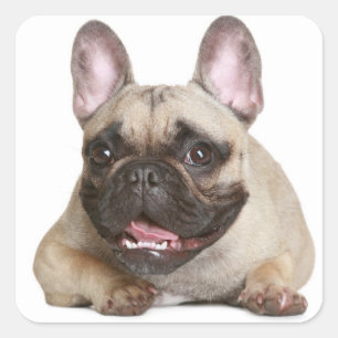 Adesivo Quadrado Marrom-bravo-da-índia/Cachorro-preto