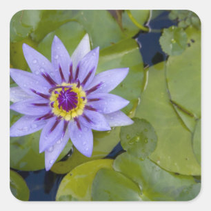 Adesivo Quadrado Martinica, Antilhas Francesas, Índias Ocidentais, 