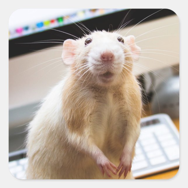 Adesivo Quadrado Marty Mouse Stickers - Altura de Espera (Frente)