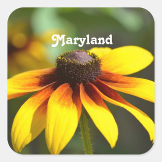 Adesivo Quadrado Maryland Black Eyed Susan