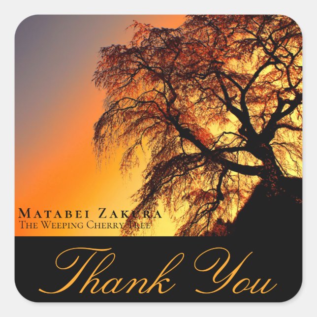 Adesivo Quadrado Matabei-Zakura: Weeping Cherry Tree (Frente)