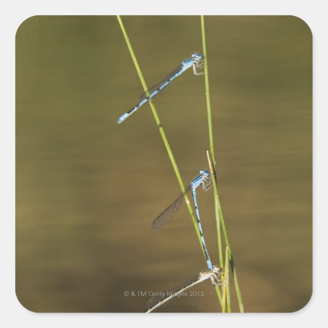 Adesivo Quadrado Mating Damselflies (Frente)