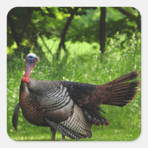 Adesivo Quadrado Mature Male Wild Turkey Exibindo Penas