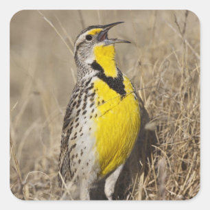 Adesivo Quadrado Meadowlark ocidental (neglecta de Strunella)