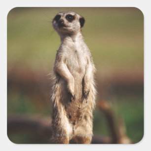 Adesivo Quadrado meerkat de cauda pequena