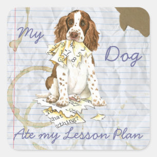 Adesivo Quadrado Meu Spaniel de Springer inglês comeu meu plano de