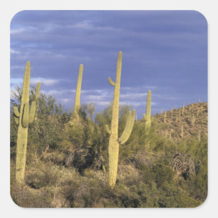 Adesivo Quadrado México, Baja del Norte, Catavina Desert National 2
