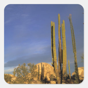 Adesivo Quadrado México, Baja del Norte, Deserto Nacional de Catavi
