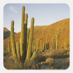 Adesivo Quadrado México, Baja, Ilha Catalina de Papais noeis, Mar d