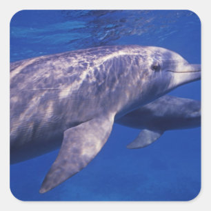 Adesivo Quadrado México, Cozumel. Golfinho de Bottlenosed, Tursiop