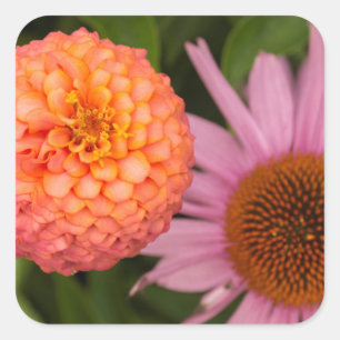 Adesivo Quadrado Michigan, Dearborn, Greenfield Village. Pêssego