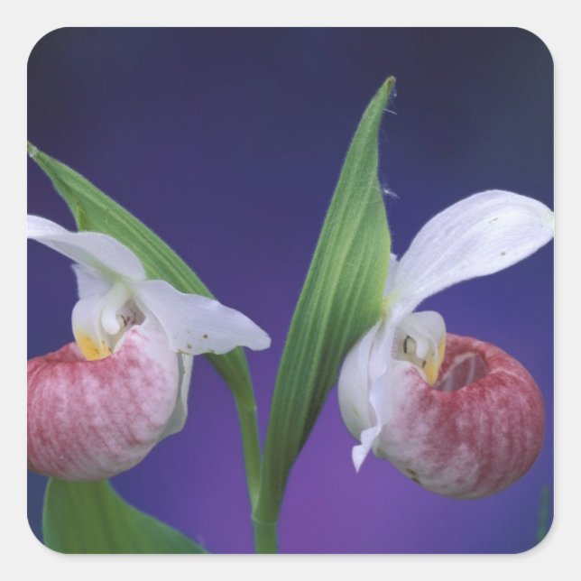 Adesivo Quadrado Michigan, Parque Nacional da Península Bruce. Show (Frente)