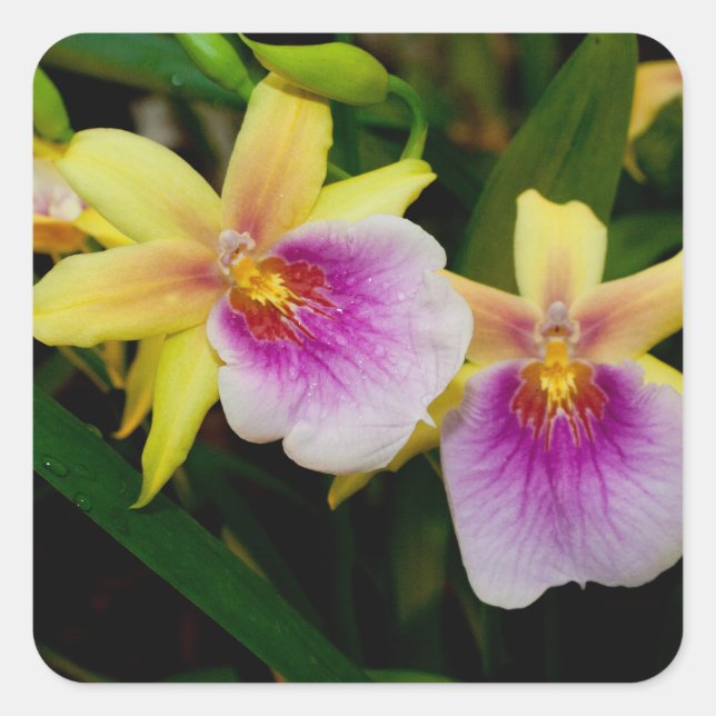 Adesivo Quadrado Miltonia Sunset (Frente)