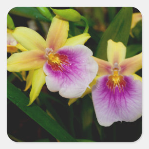 Adesivo Quadrado Miltonia Sunset