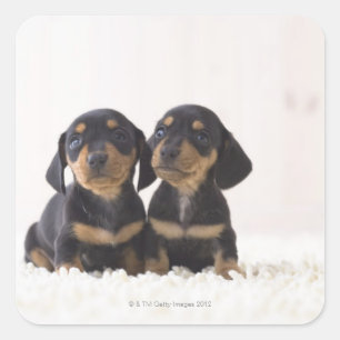 Adesivo Quadrado Mini assento do Dachshund dois
