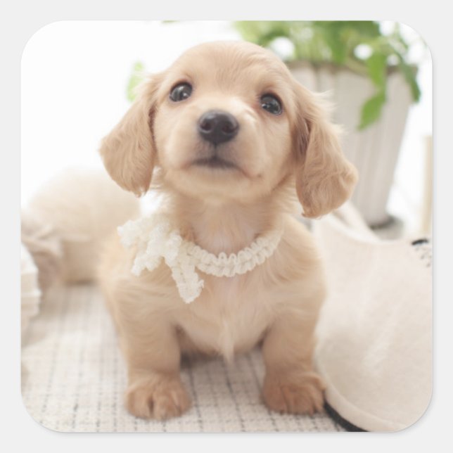 Adesivo Quadrado Miniatura Dachshund (Frente)