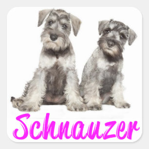 Adesivo Quadrado Miniatura Schnauzer Cachorro Cachorro Adormecido