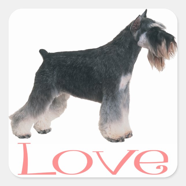 Adesivo Quadrado Miniatura Schnauzer Puppy Dog Pink Love Sticker (Frente)