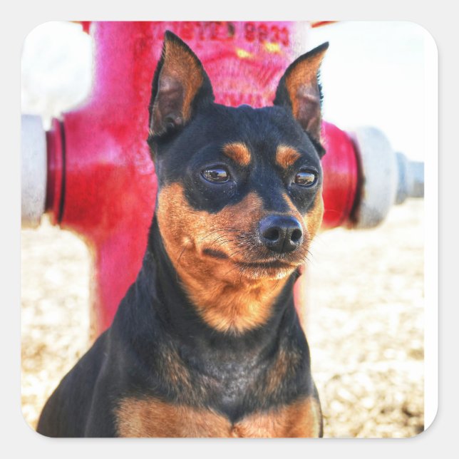 Adesivo Quadrado MinPinOne (Frente)