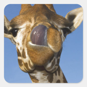 Adesivo Quadrado Mmmm Mmmmm bom