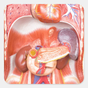 Adesivo Quadrado Modelo humano do corpo do torso com órgãos