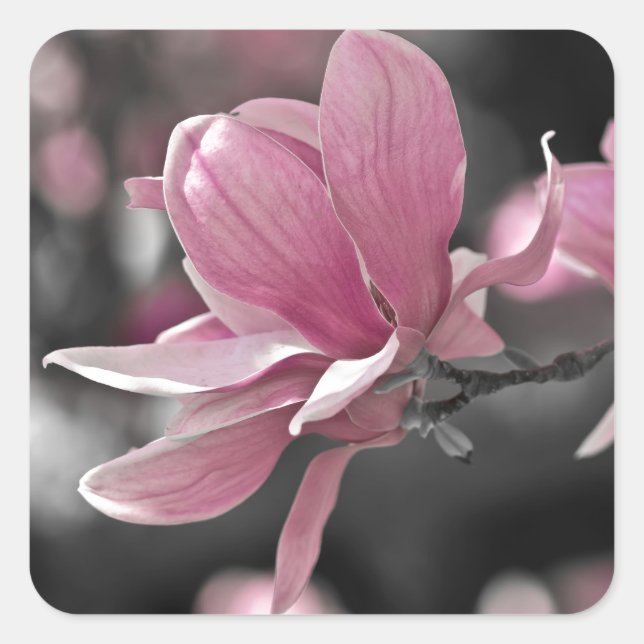 Adesivo Quadrado Molho Rosa Japonês Magnolia (Frente)