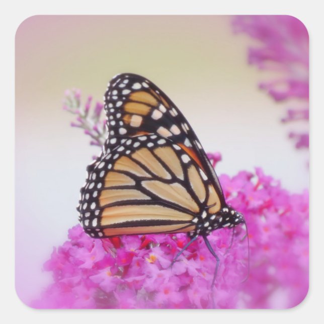 Adesivo Quadrado Monarca a rosa - Borboleta (Frente)