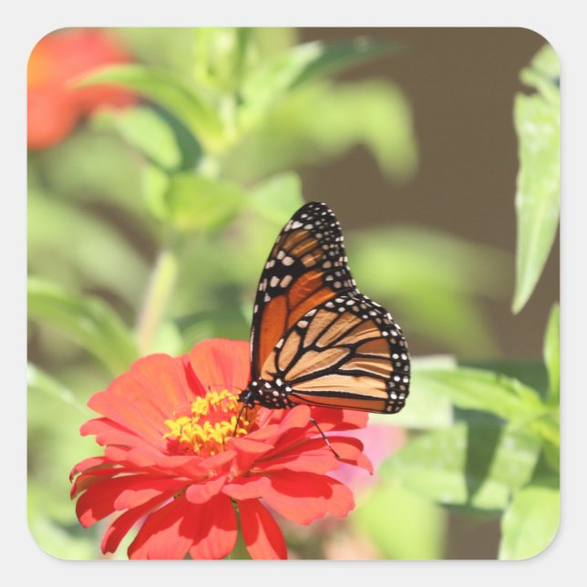 Adesivo Quadrado Monarca de outubro (Frente)