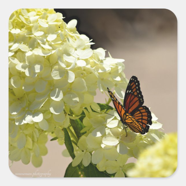 Adesivo Quadrado Monarca e Flores (Frente)