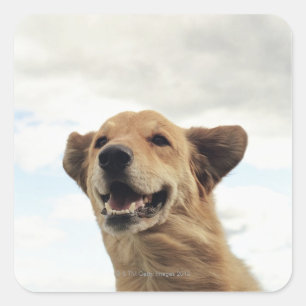 Adesivo Quadrado Montana, EUA