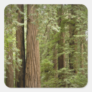 Adesivo Quadrado Monumento Nacional Muir Woods, Norte