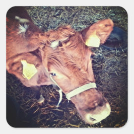 Adesivo Quadrado Moo-boi