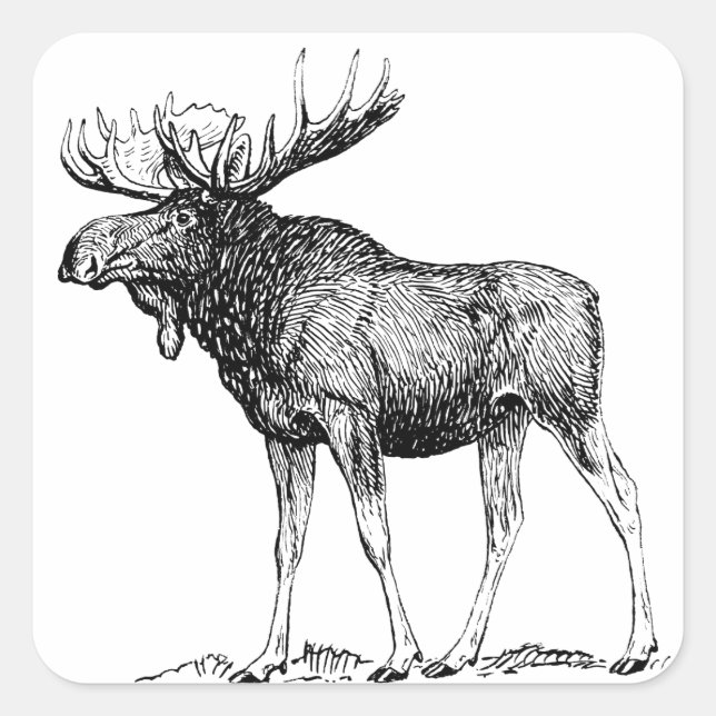 Adesivo Quadrado Moose (Frente)