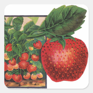 Adesivo Quadrado Morangos Vintage, Plantas de Morango numa Fazenda