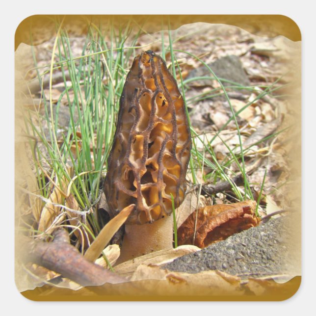 Adesivo Quadrado Morel Mushroom (Frente)