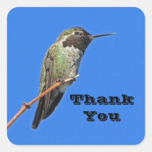 Adesivo Quadrado Muito Obrigado, Hummingbird Foto Natureza Apreciaç
