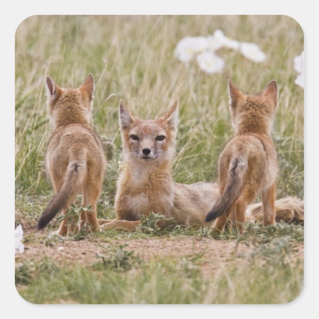 Adesivo Quadrado Mulher do Swift Fox (Vulpes velox) com tenra idade (Frente)