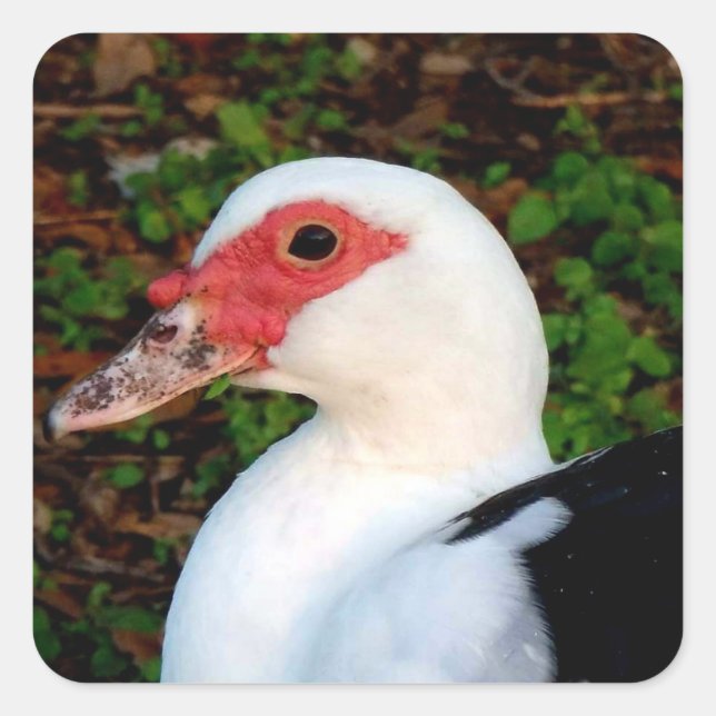 Adesivo Quadrado Muscovy Duck (Frente)