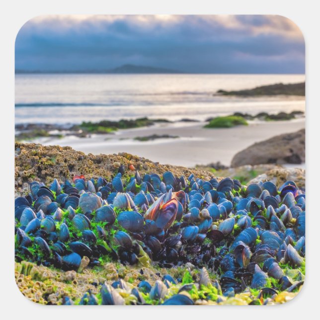 Adesivo Quadrado Mussels (Frente)