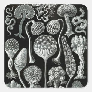 Adesivo Quadrado Mycetozoa de Ernst Haeckel