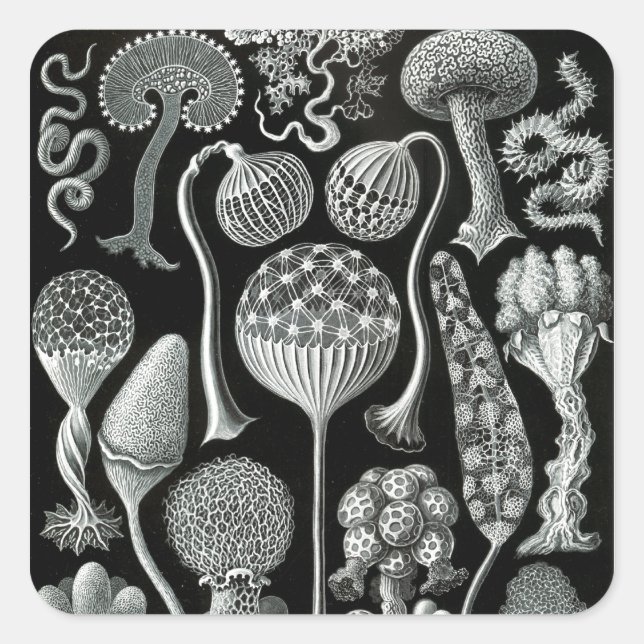 Adesivo Quadrado Mycetozoa de Ernst Haeckel (Frente)