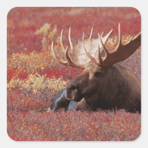 Adesivo Quadrado N.A., EUA, Alaska, parque nacional de Denali, Bull