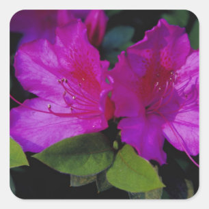 Adesivo Quadrado N.A. EUA, Geórgia, Savannah. Azaléia em flor.