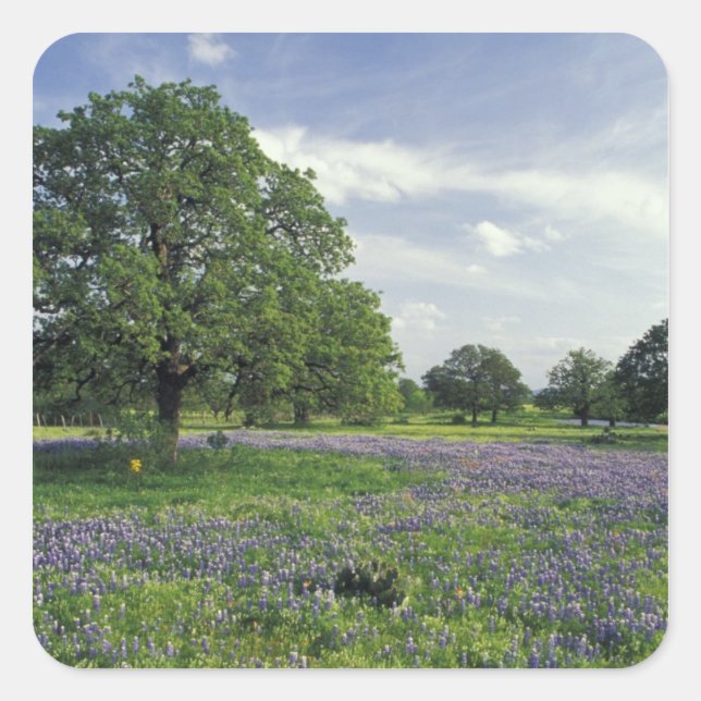 Adesivo Quadrado N.A., EUA, Texas, Lago Buchanan, Oaks e Blue (Frente)