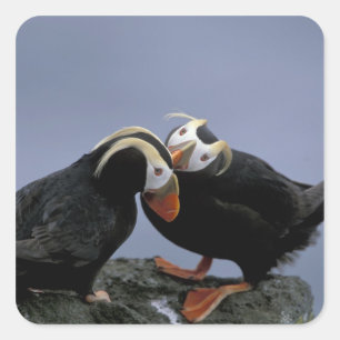 Adesivo Quadrado NA, EUA, Alaska, mar de Bering, Pribilofs.