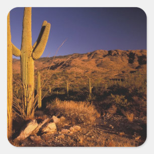 Adesivo Quadrado NA, EUA, Arizona, Monumento Nacional Saguaro,