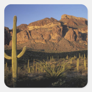 Adesivo Quadrado NA, EUA, Arizona. Organ Pipe Cactus National 2