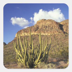 Adesivo Quadrado NA, EUA, Arizona. Organ Pipe Cactus National 3
