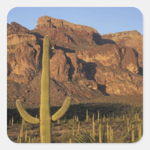 Adesivo Quadrado NA, EUA, Arizona. Parque Nacional Cacto de Órgão